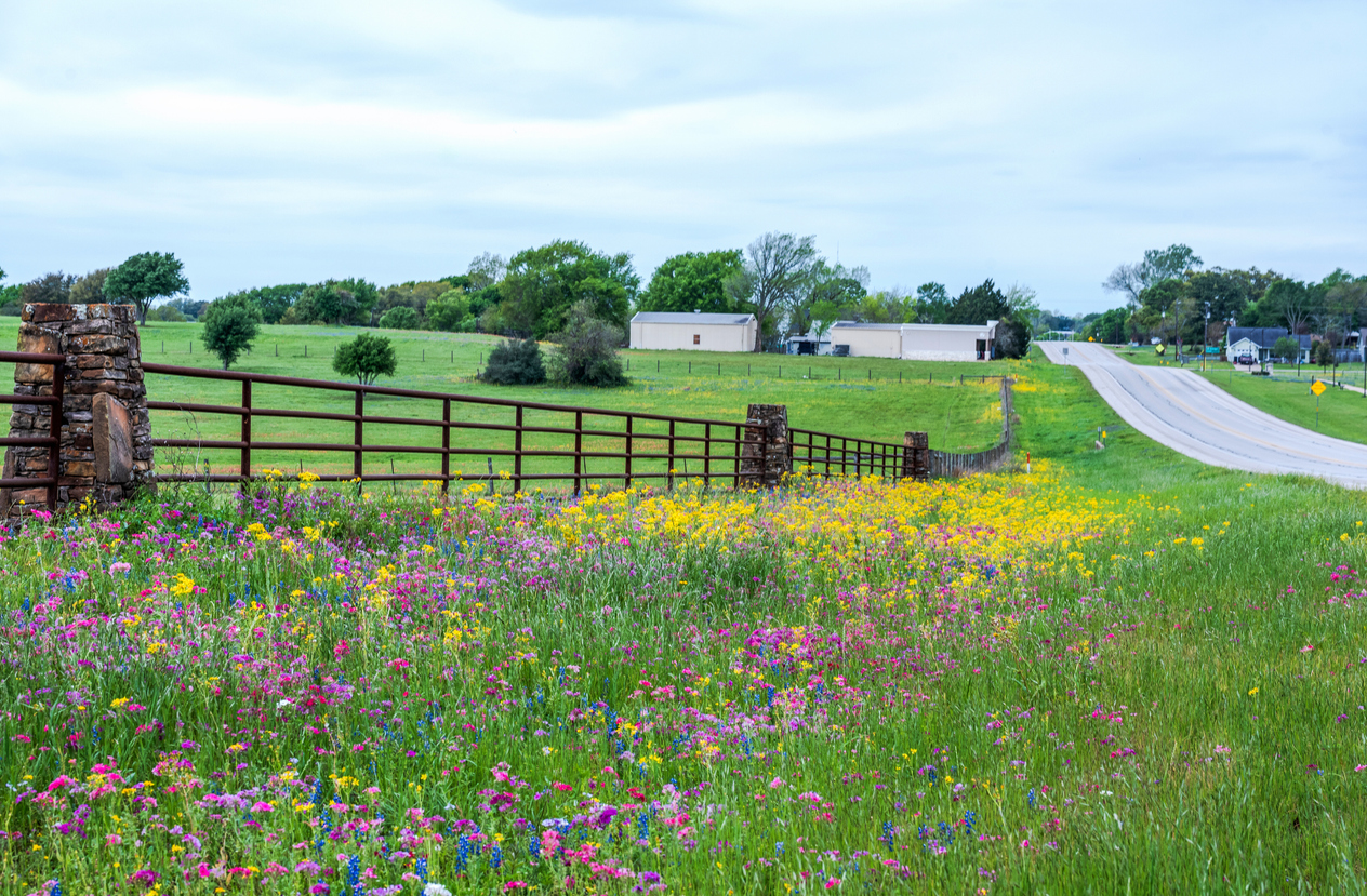 Vibrant wildflowers blooming along a rural road with a wooden fence.